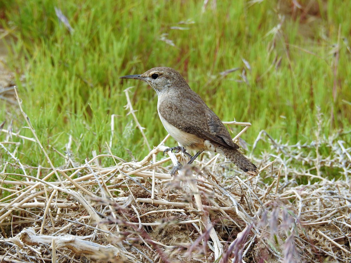 Rock Wren - ML106196941