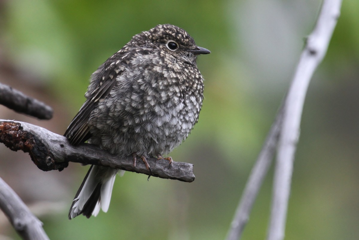Townsend's Solitaire - ML106197171