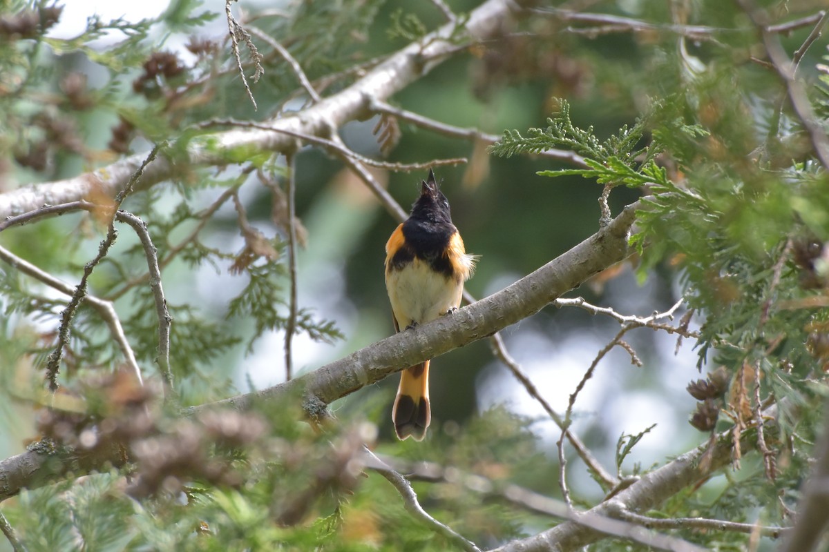 Paruline flamboyante - ML106197701