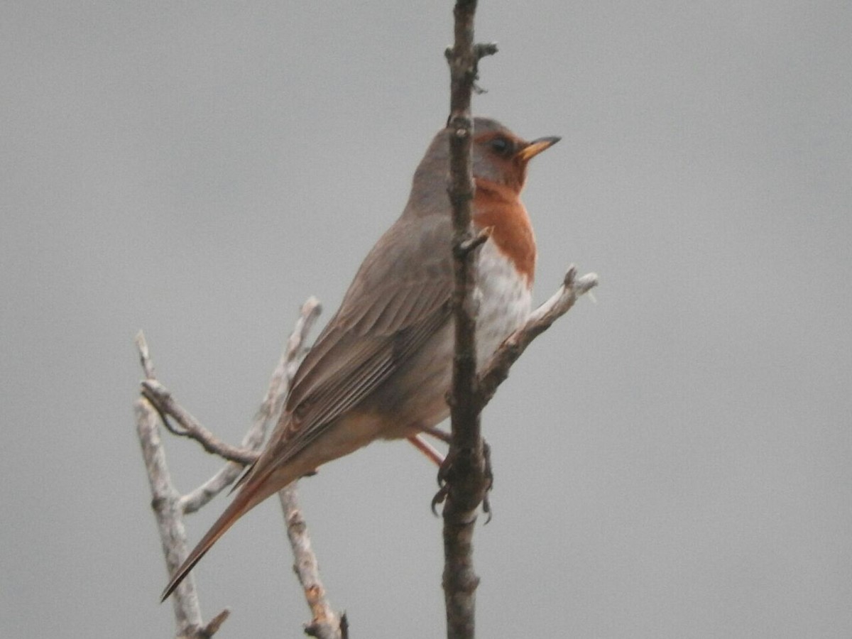 Tordo golarossa - ML106200301