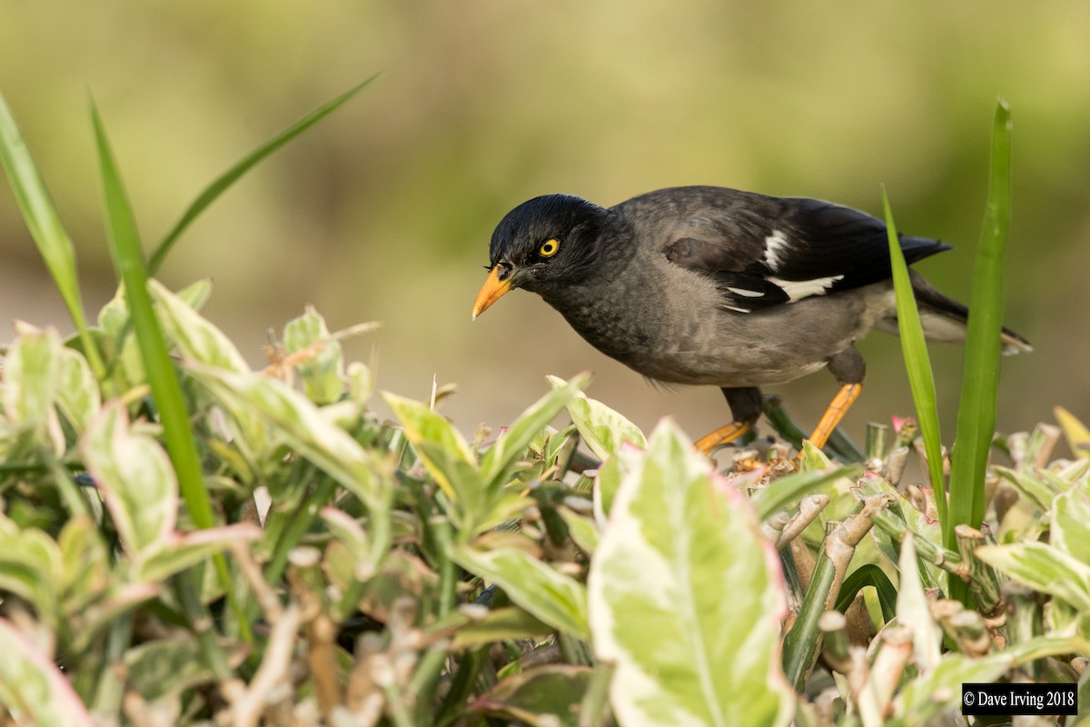 Jungle Myna - David Irving