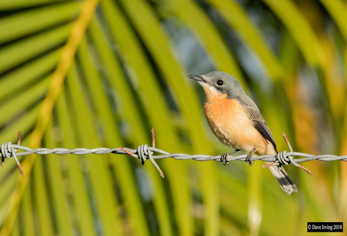 Vanikoro Flycatcher - David Irving