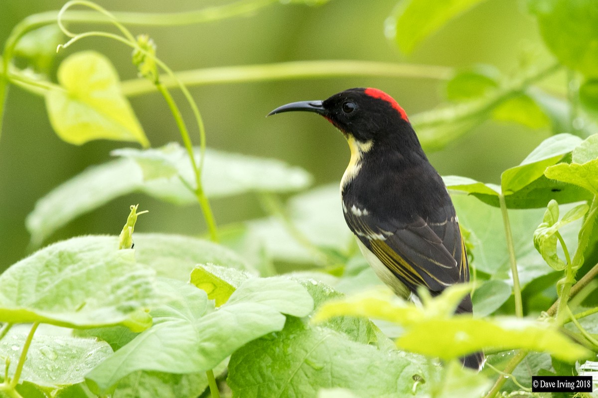 Sulphur-breasted Myzomela - David Irving