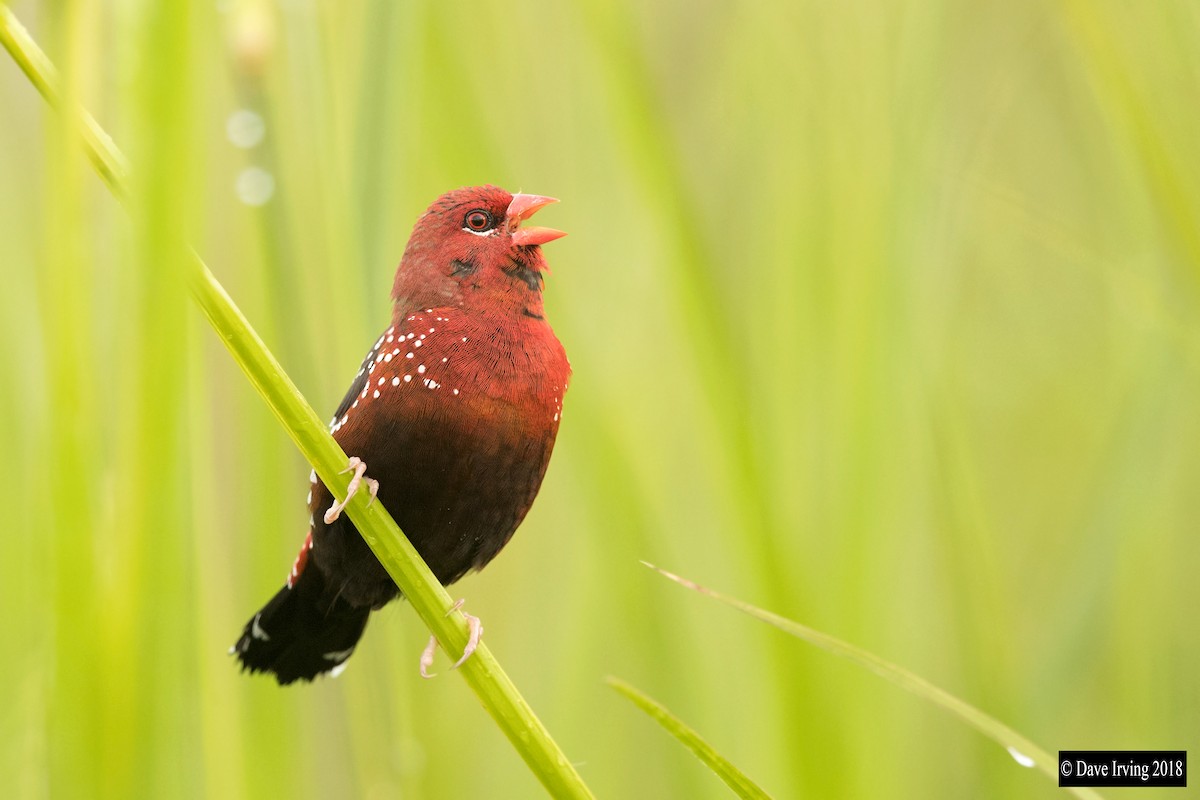 Red Avadavat - ML106202481