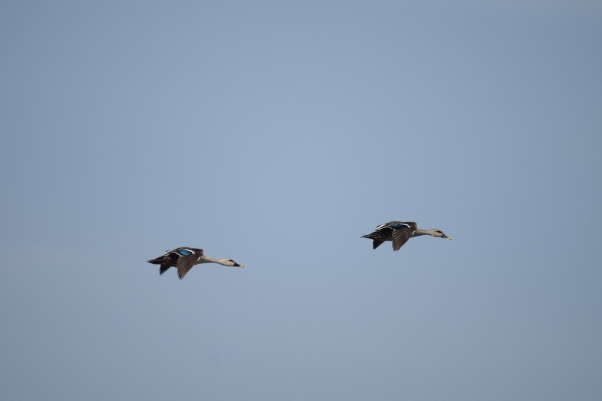 Indian Spot-billed Duck - Magesh Ram