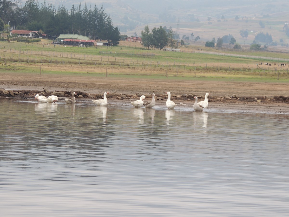 Graylag Goose (Domestic type) - ML106204091