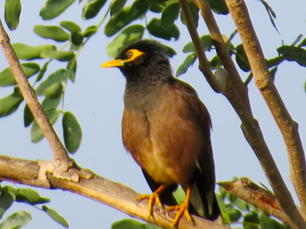 Common Myna - Manjunath R S