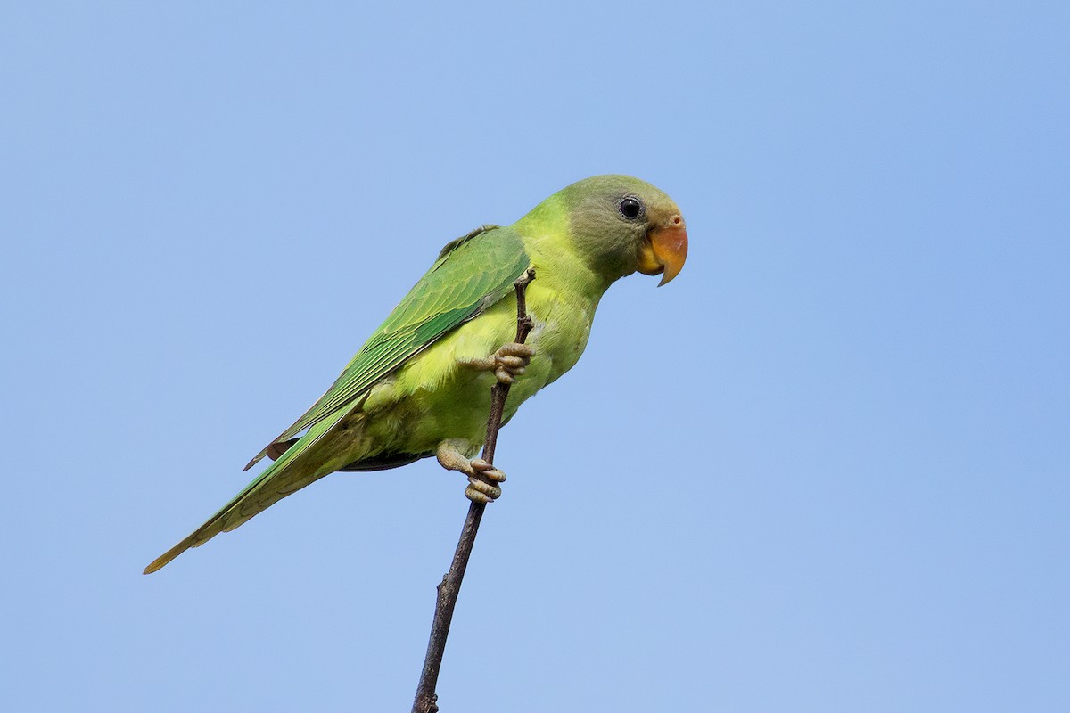 Gray-headed Parakeet - ML106205341