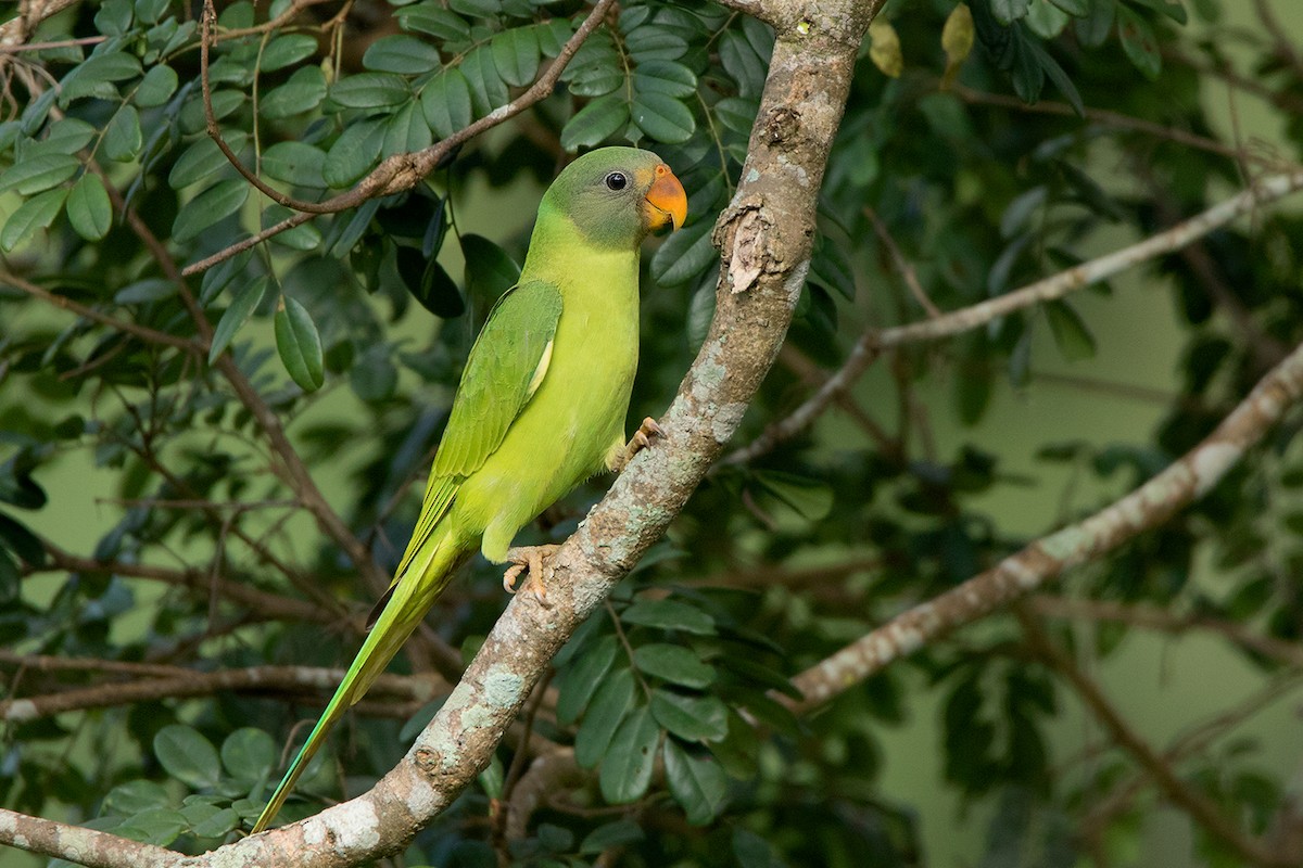 Gray-headed Parakeet - ML106205351