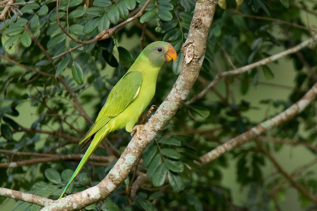 Gray-headed Parakeet - ML106205361