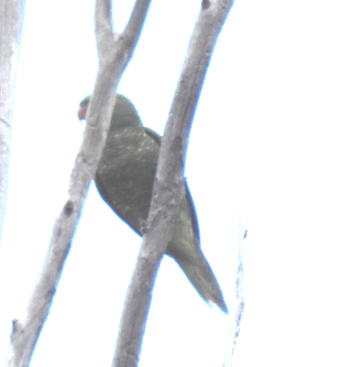 Scaly-breasted Lorikeet - ML106205371