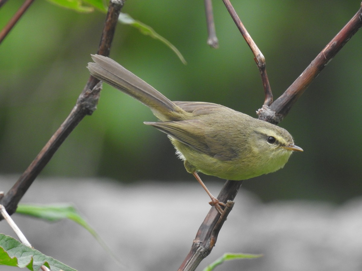 Aberrant Bush Warbler - Ashwin Viswanathan