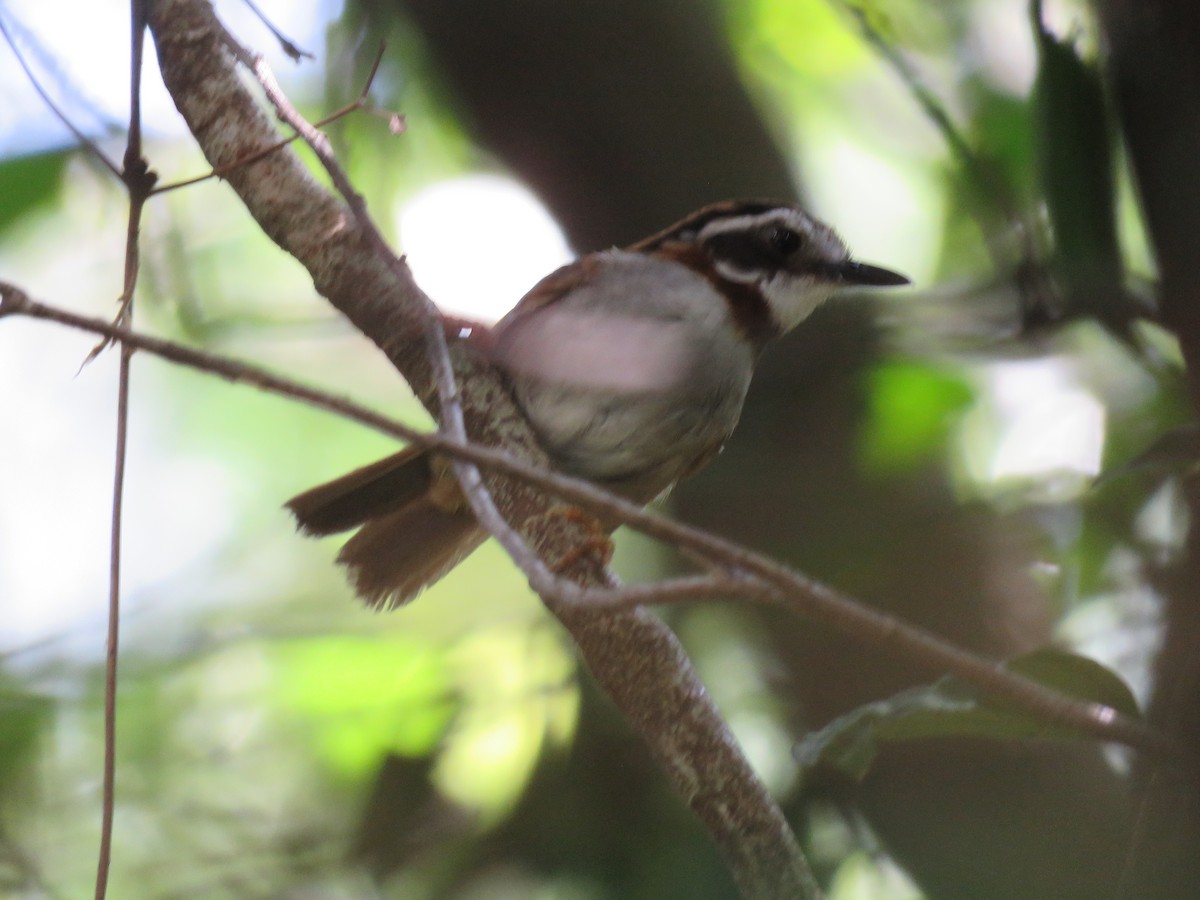 Rufous-throated Fulvetta - Thomas Brooks