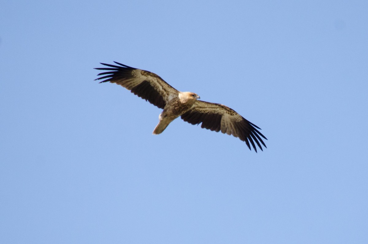 Whistling Kite - ML106212841