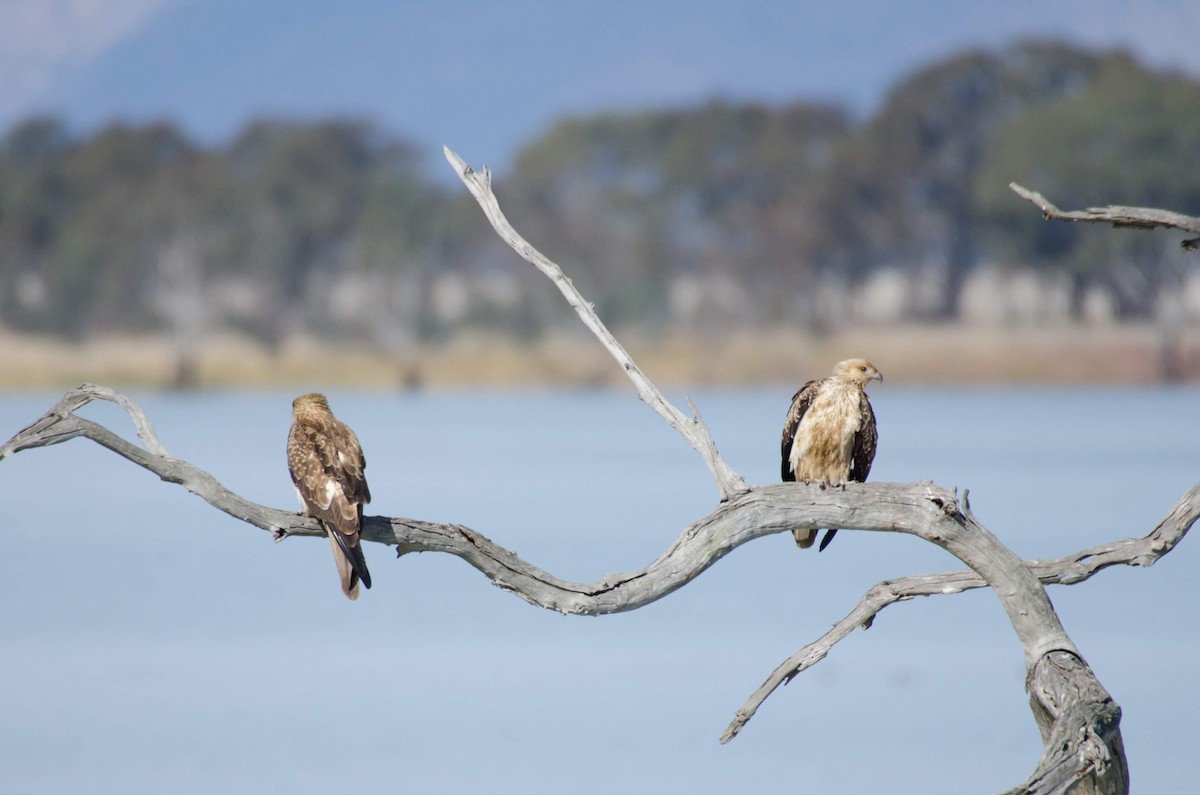 Whistling Kite - ML106212851