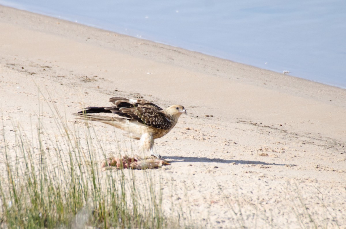 Whistling Kite - ML106212861