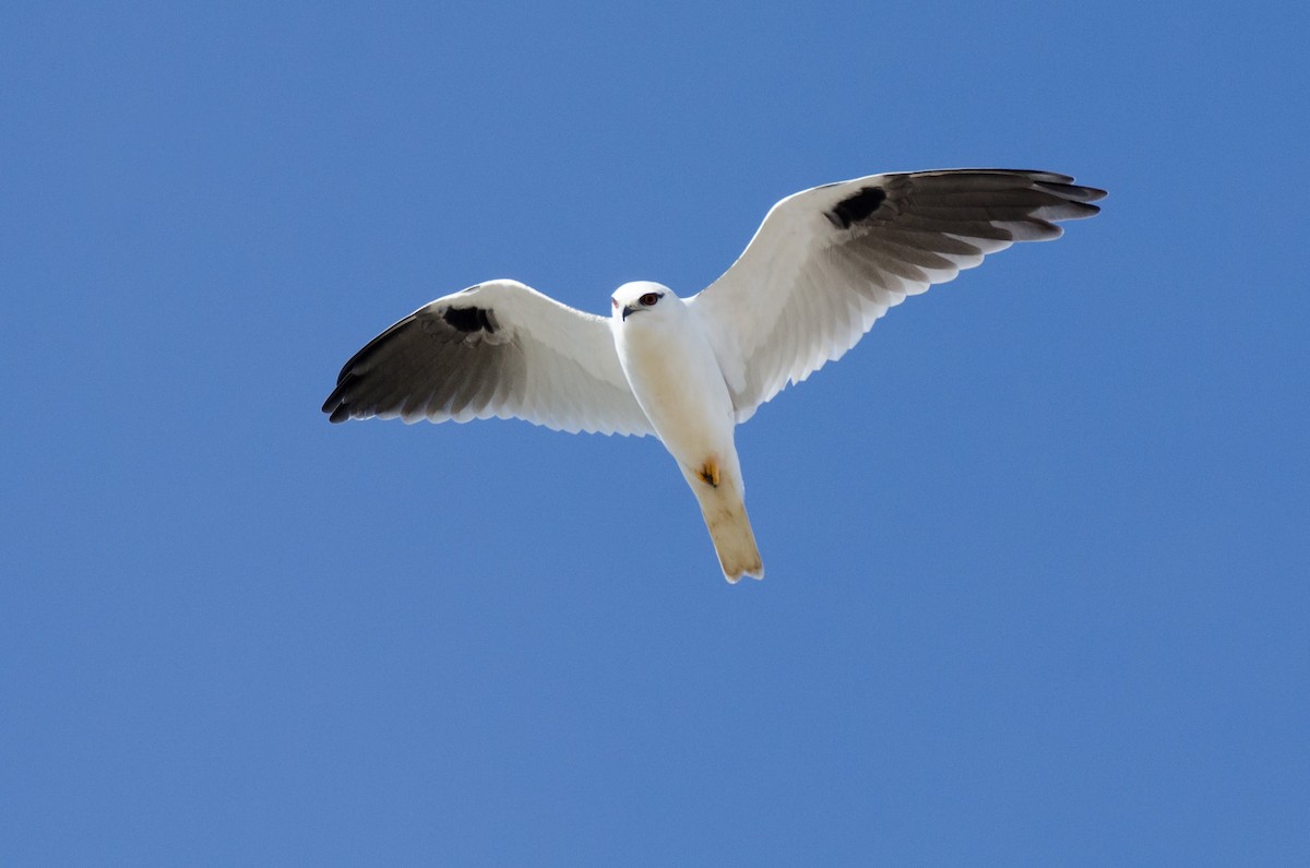 Black-shouldered Kite - ML106212901