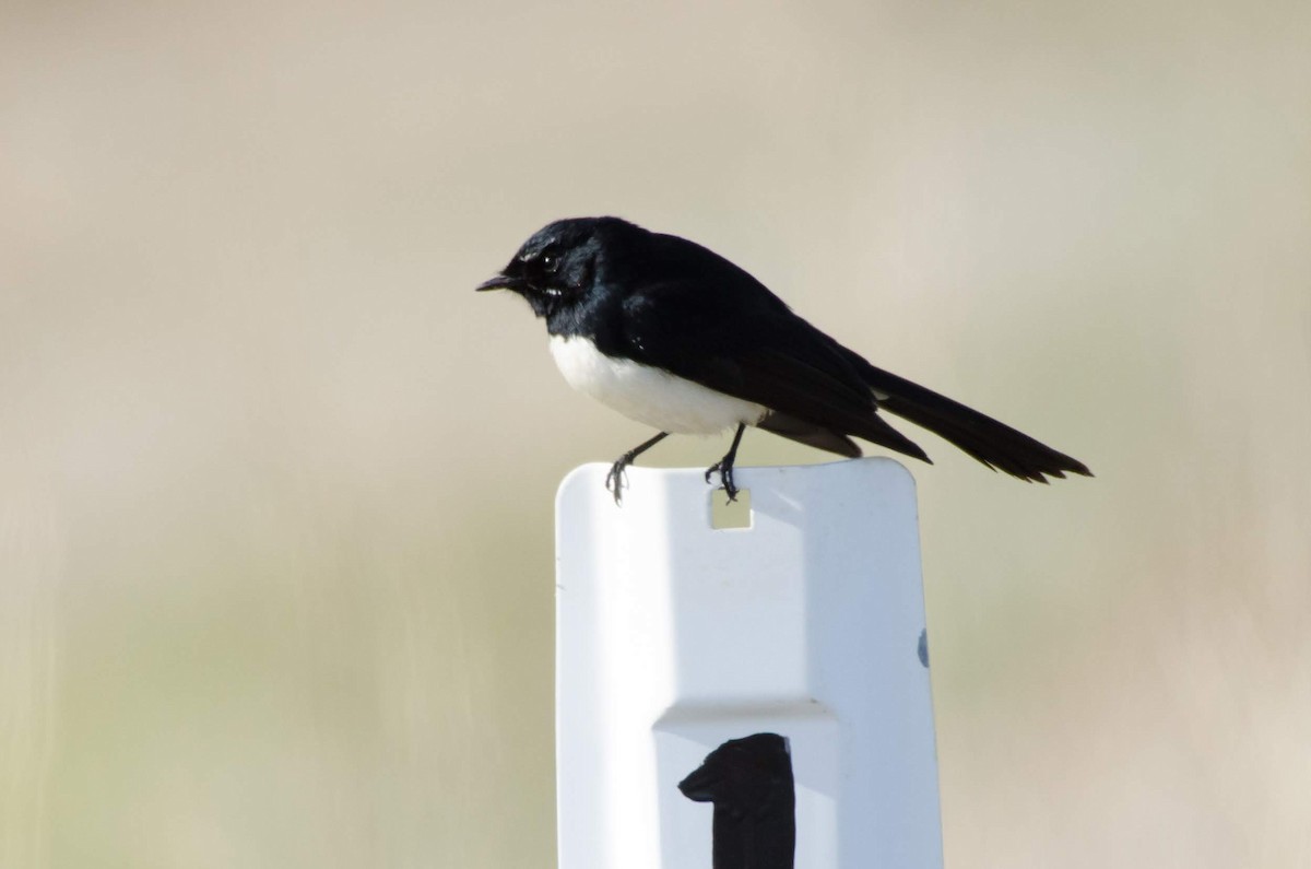 Willie-wagtail - ML106212951