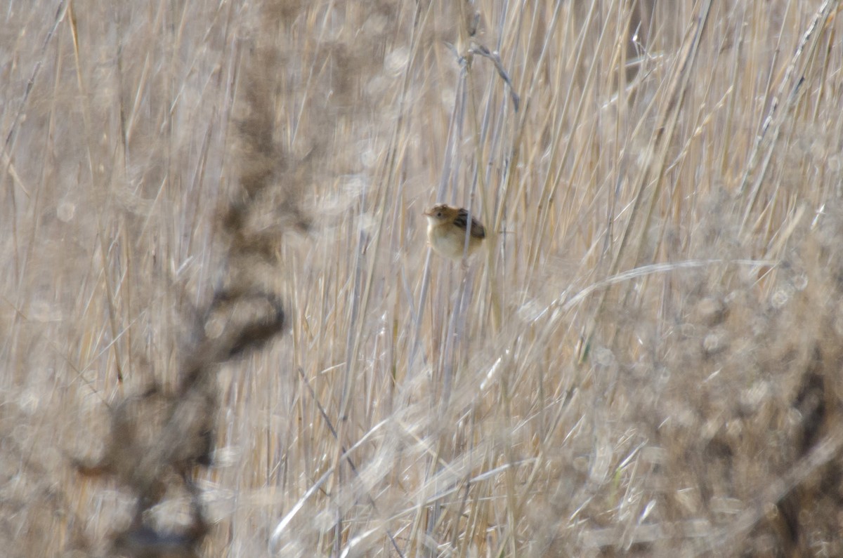 Golden-headed Cisticola - ML106212971