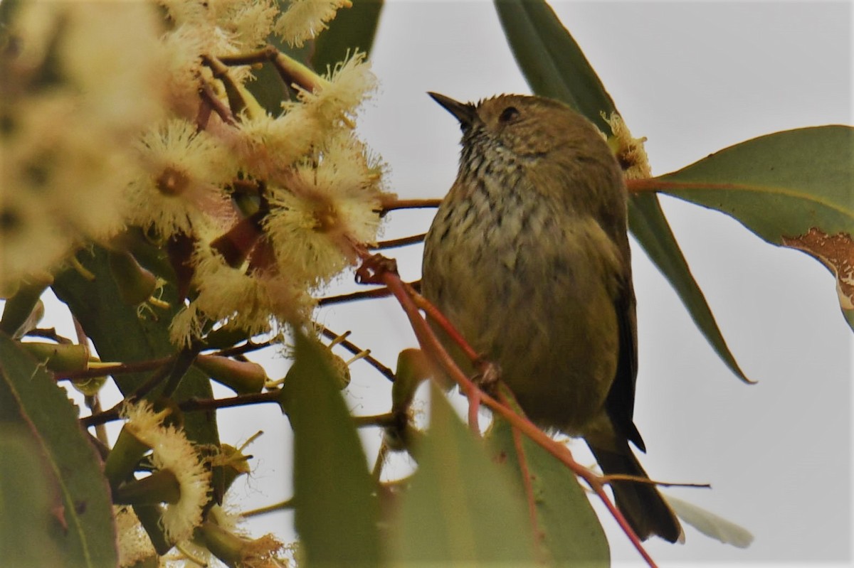 Brown Thornbill - ML106213321