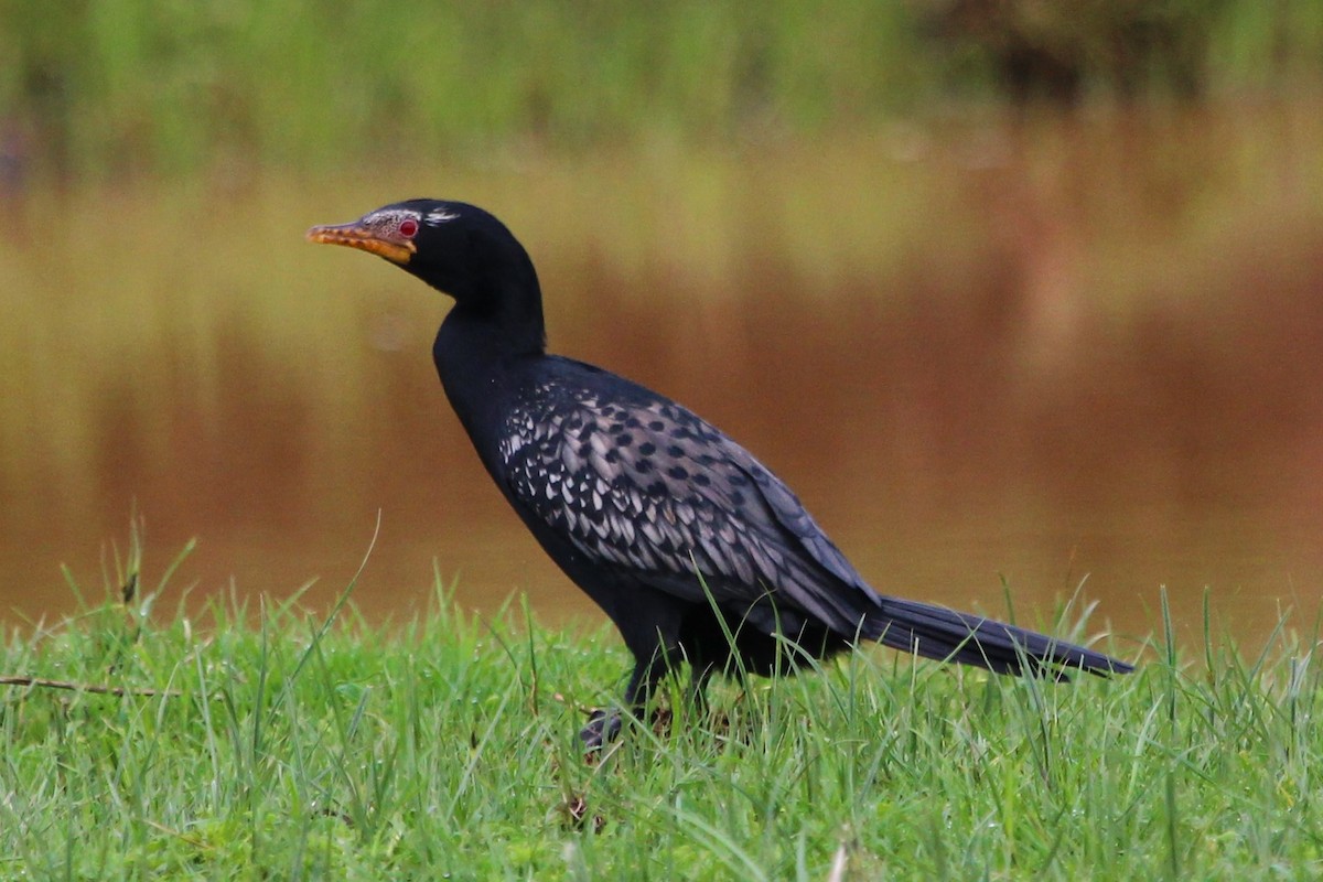 Reed Cormorant - Justin Goldberg