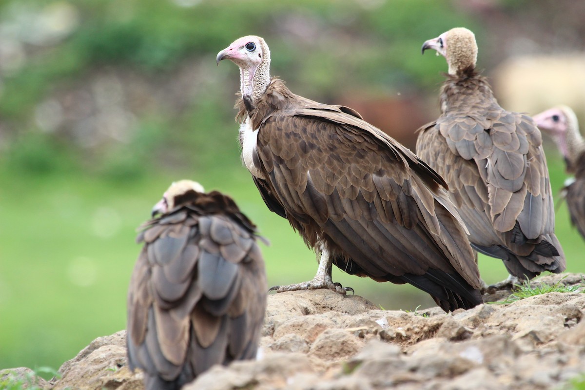 Hooded Vulture - Justin Goldberg