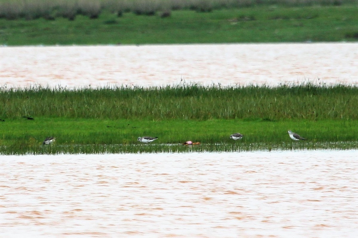 Common Greenshank - ML106213791