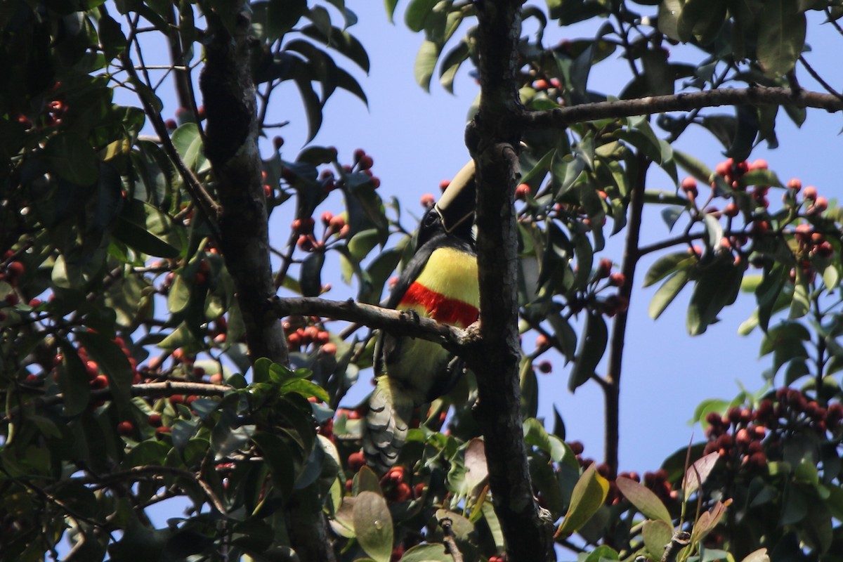 Black-necked Aracari - ML106214401