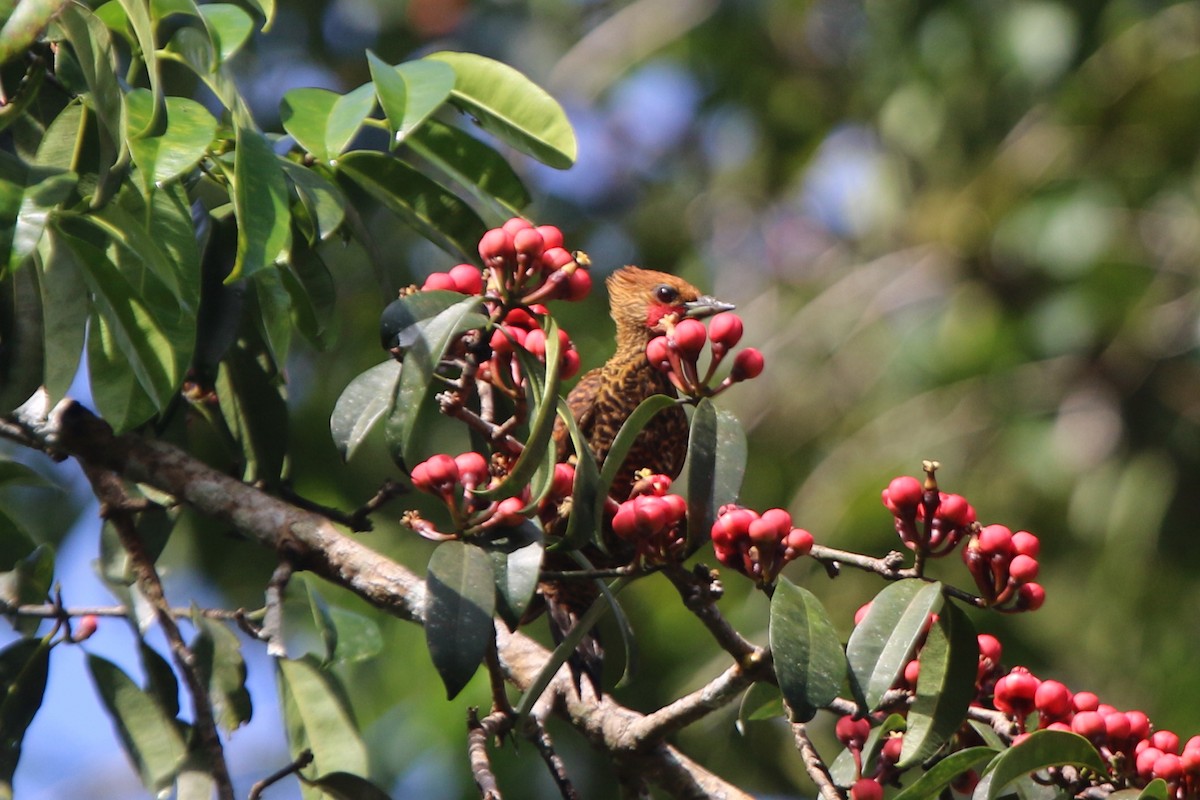 Waved Woodpecker (Waved) - ML106214441