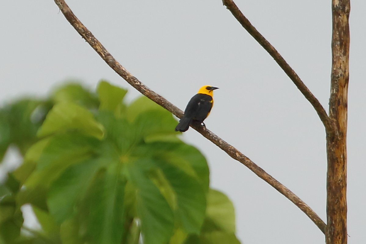 Oriole Blackbird - ML106217881