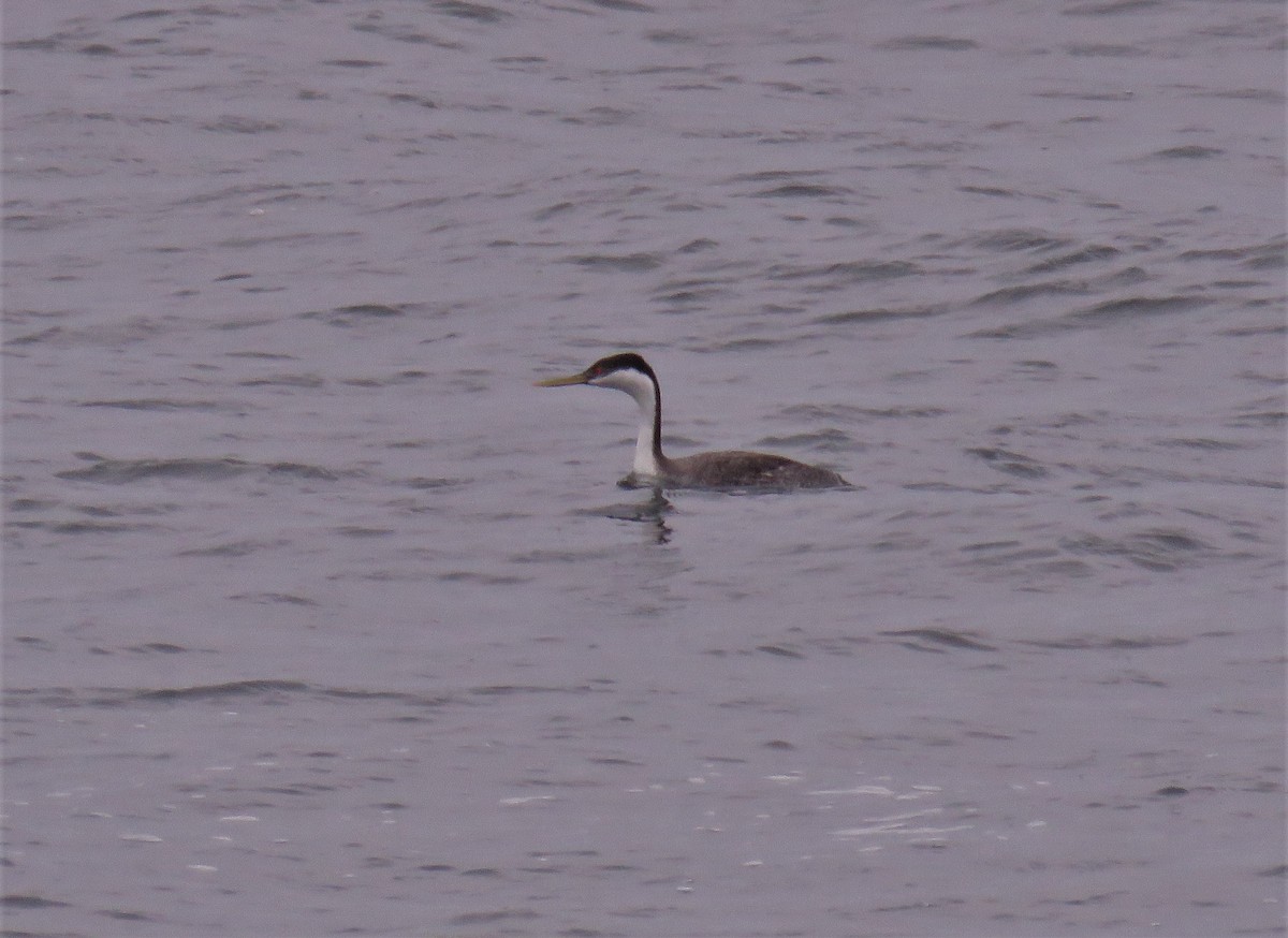 Western Grebe - ML106220721