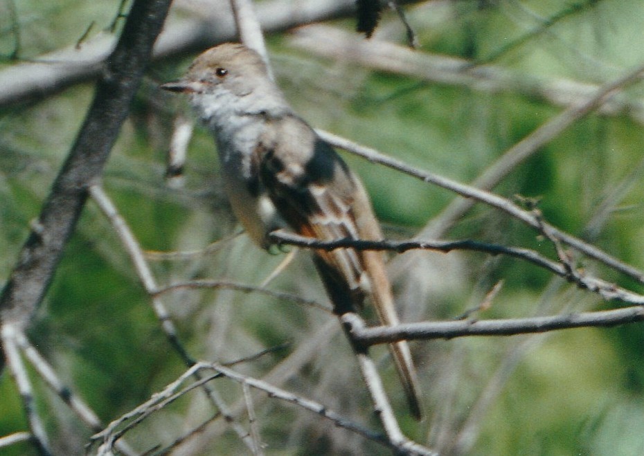 Nutting's Flycatcher - ML106222041