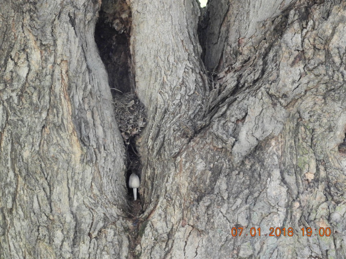 Eastern Screech-Owl - ML106222551