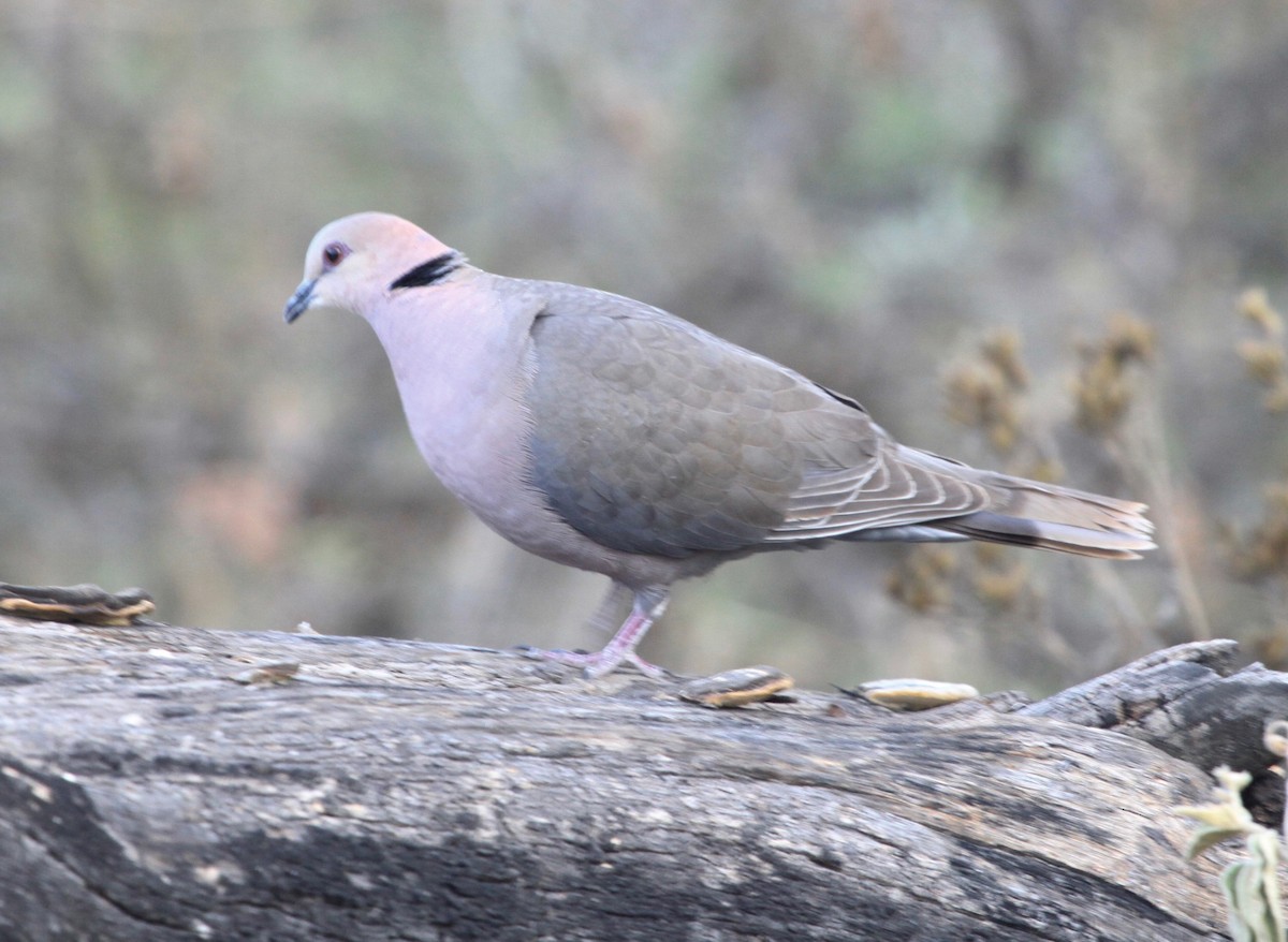 Red-eyed Dove - ML106224071