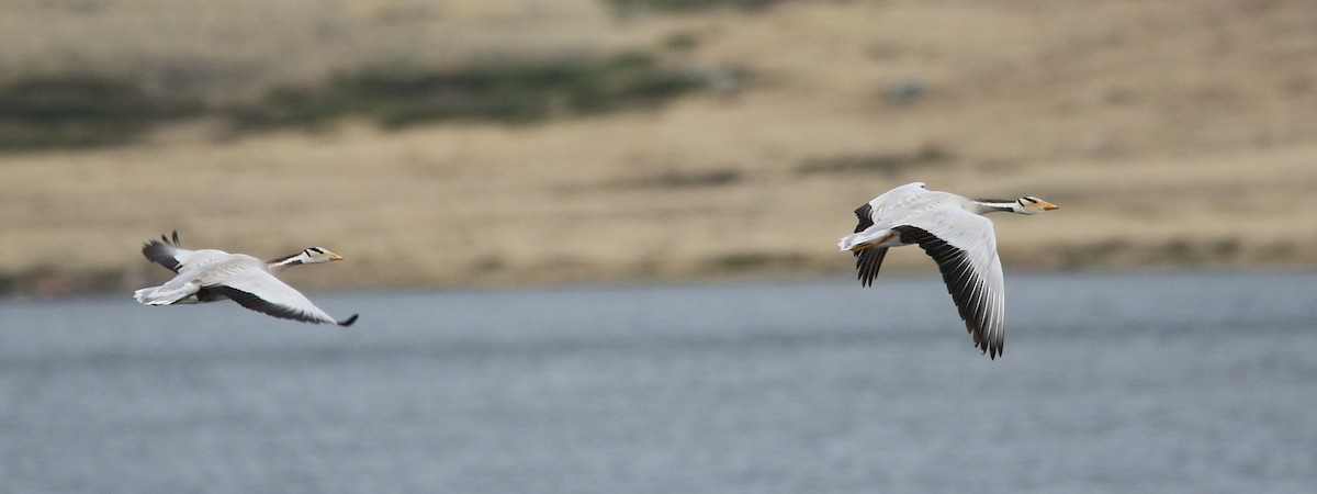 Bar-headed Goose - ML106225041