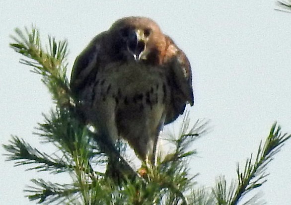 Red-tailed Hawk - ML106225111