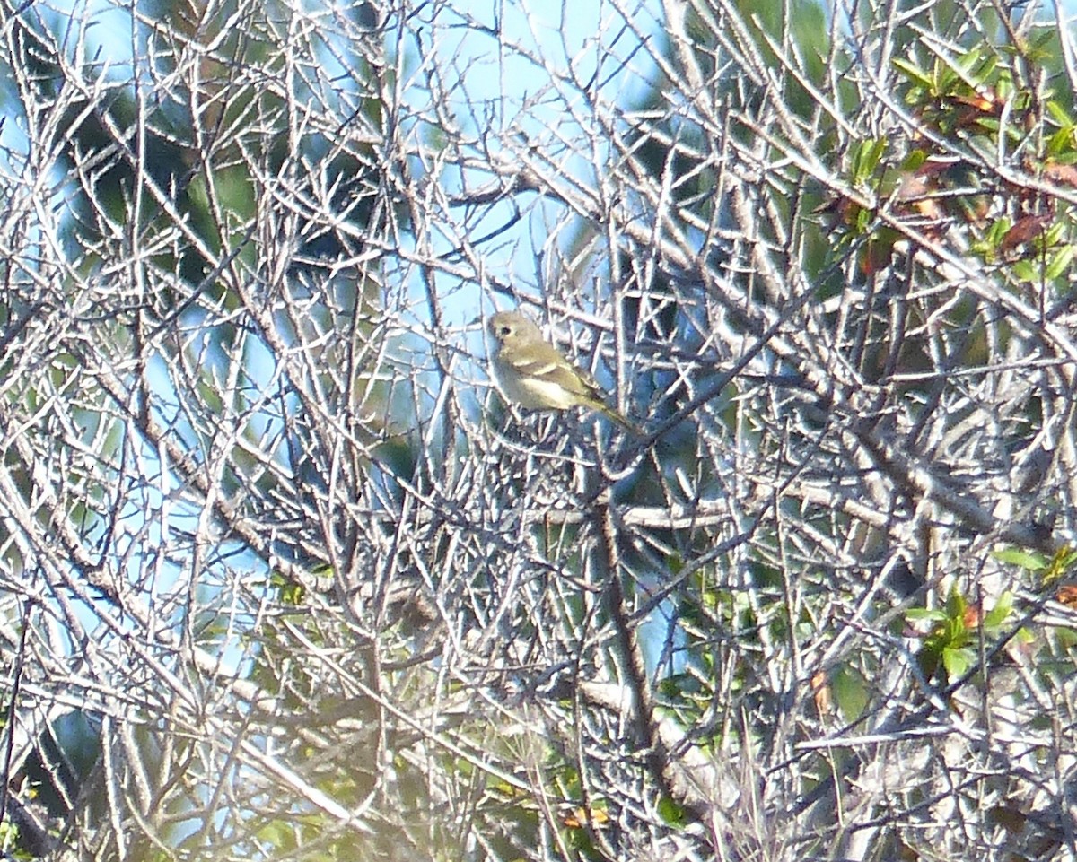 Hutton's Vireo - Carter Gasiorowski