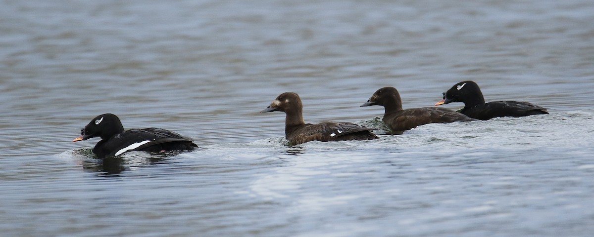 Stejneger's Scoter - ML106225181