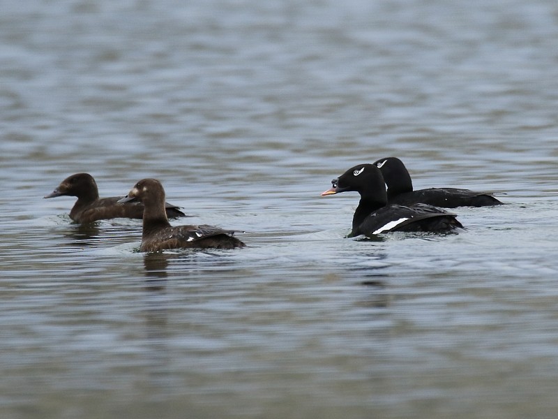 Stejneger's Scoter - ML106225201