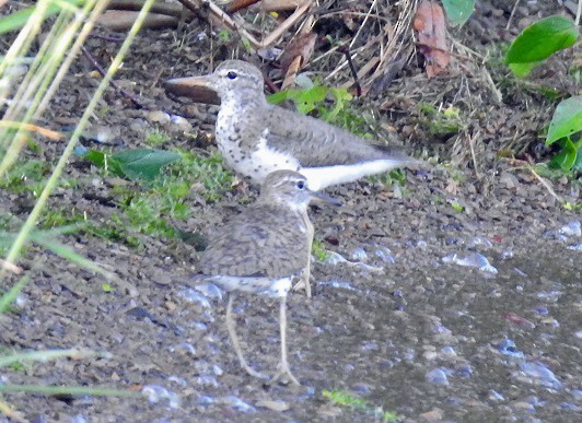 Spotted Sandpiper - ML106225211