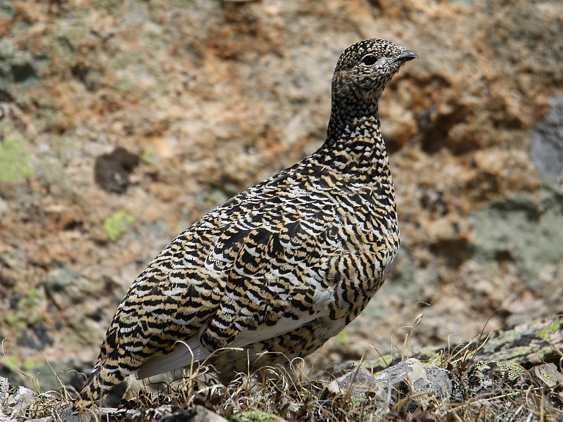 Rock Ptarmigan - Pavel Parkhaev