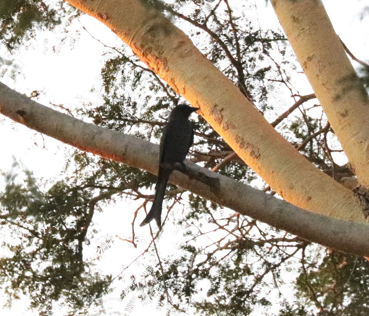 drongo kouřový - ML106225561