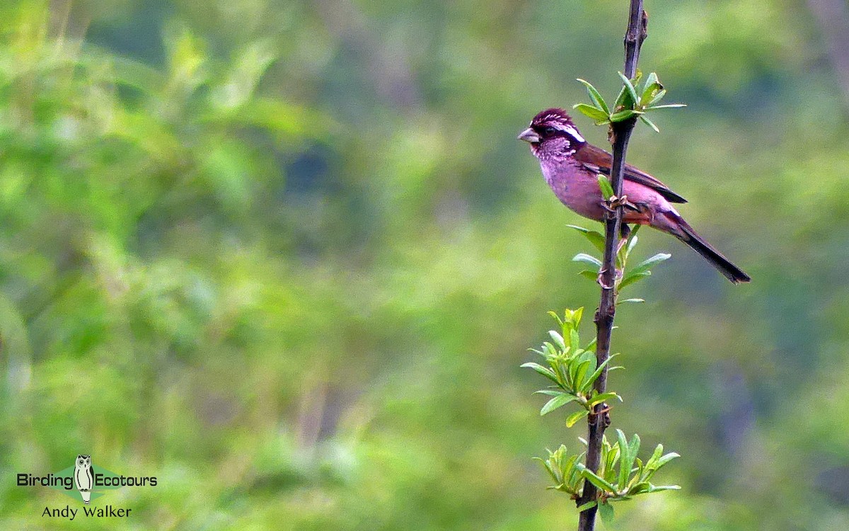 Sharpe's Rosefinch - Andy Walker - Birding Ecotours