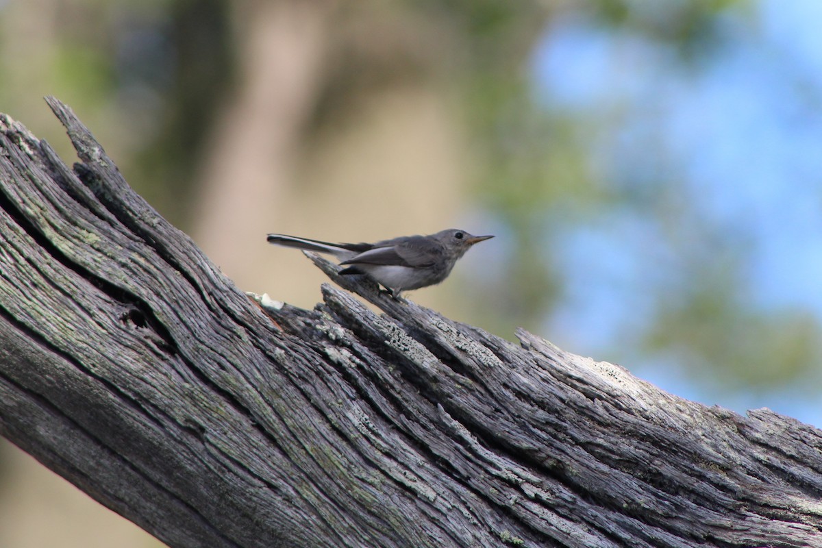 Blue-gray Gnatcatcher - ML106228001