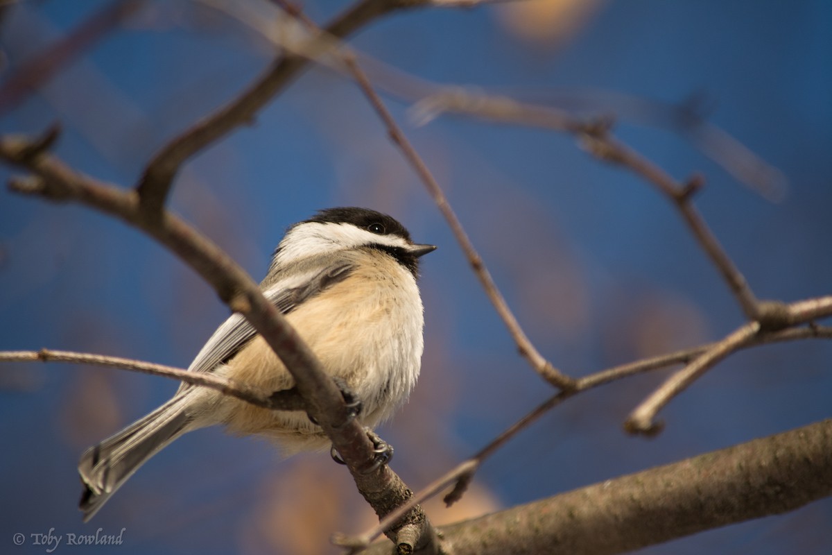 Black-capped Chickadee - Toby Rowland