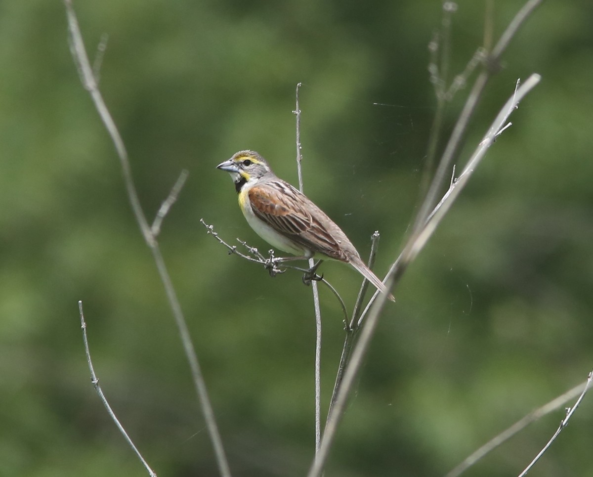 Dickcissel - ML106229351
