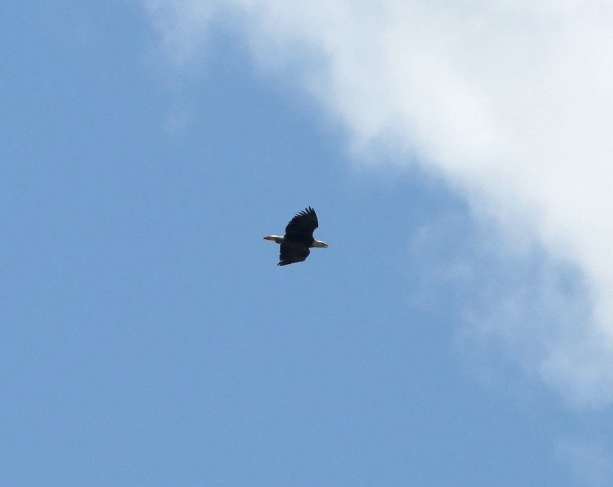 Bald Eagle - ML106229391