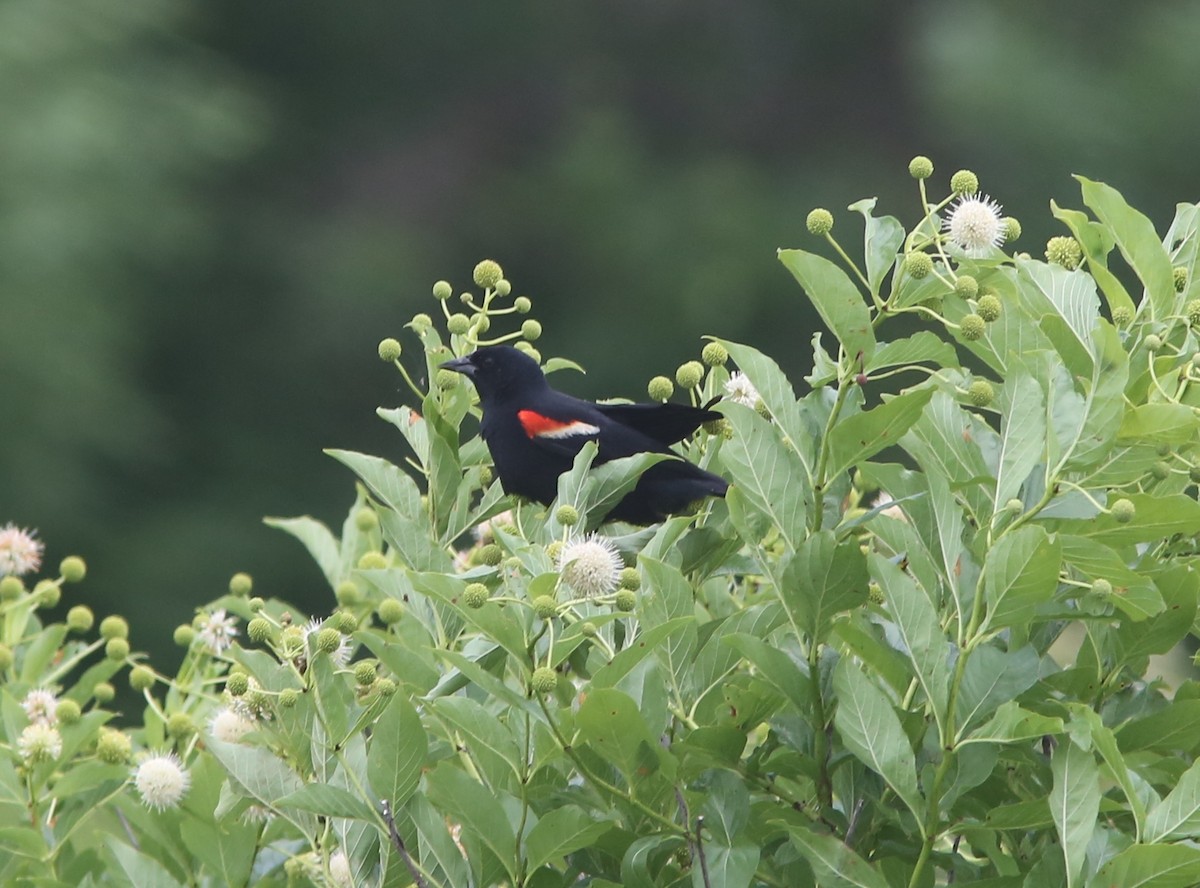 Red-winged Blackbird - ML106229461