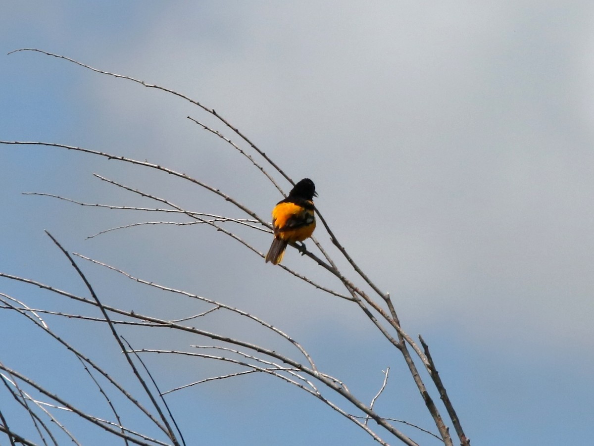 Baltimore Oriole - ML106229491