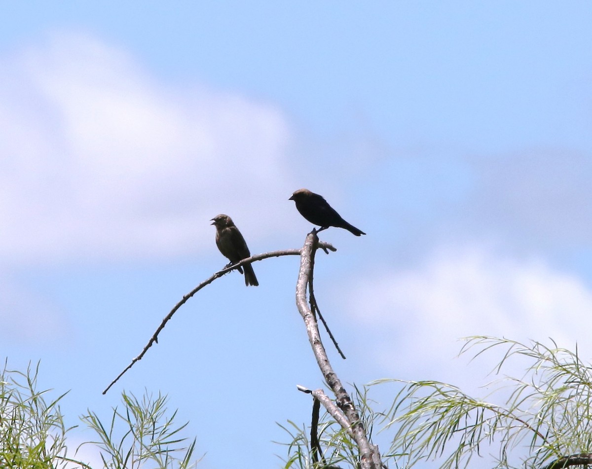 Brown-headed Cowbird - ML106229551